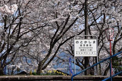 能登鹿島駅の桜2022～桜トンネルに停車し海が見える「のと鉄道」の駅～（石川）