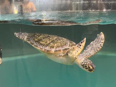 むろと廃校水族館と日和佐うみがめ博物館カレッタめぐり（１）むろと廃校水族館編（2022.7）