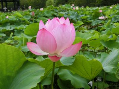 晴れたり、曇ったり、戻り梅雨の合間を縫って、大阪万博記念公園　日本庭園・はす池で、「ハス三昧のひと時」を過ごす。（2022）