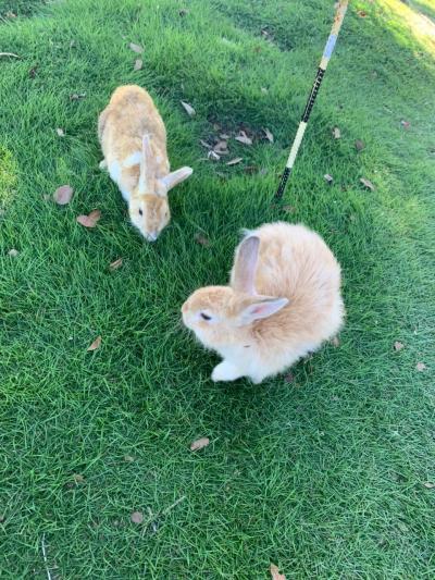 しまなみ街道、尾道、世良高原農場、大久野島