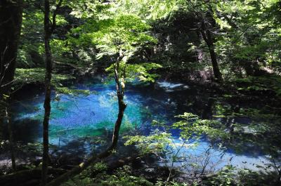 青森への旅（2）～白神山地・十二湖巡り～