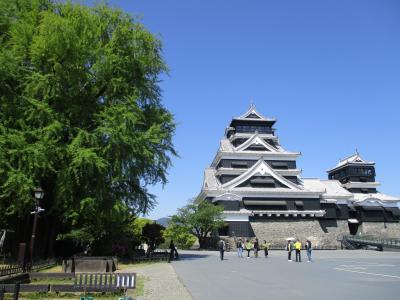 天守閣の修復が終わった熊本城。銀杏城の名の元の大銀杏は青々と。