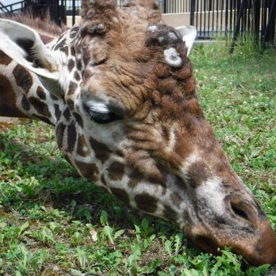 富良野ラベンダー・美瑛の丘・旭山動物園・北竜のひまわり畑、北海道の中心で夏を満喫