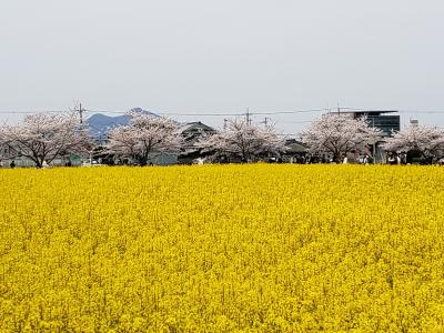 母・弟と行く春の藤原宮跡～菜の花と桜のコラボは最高でした(^^)/