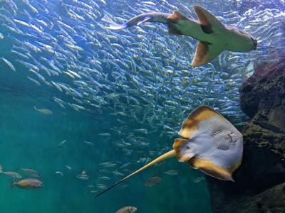 往復ジャンボフェリーを利用して香川・神戸旅行③／⑥四国水族館