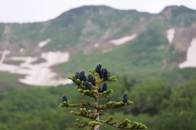 山の花に囲まれて　栂池高原その２