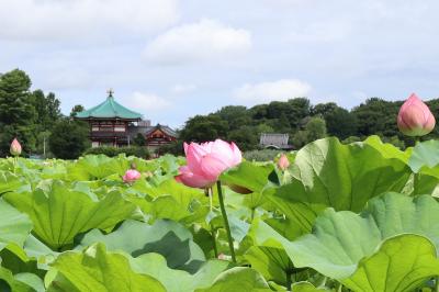 上野不忍池に多くの人がハス見学