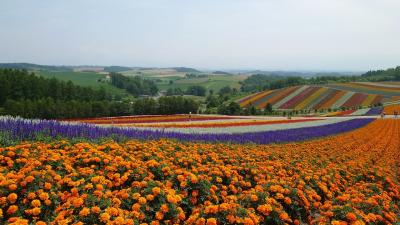 2022年7月　北海道上川・十勝旅行①♪帯広空港～富良野～美瑛♪きれいな花畑と青い池に感動♪