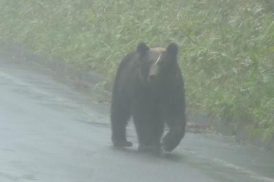 旅猫ズCRESSONで行く～2022夏旅・野生動物に沢山会えた北海道⑨　ヒグマと遭遇・知床半島・天に続く道・野付半島