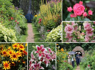 ホリホック、ヘリオプシス、ユリ等7月の花がいっぱい　上野ファーム