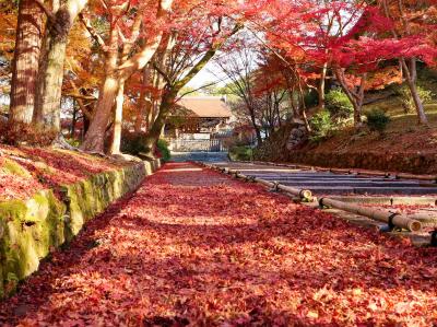 錦繍の京都でのんびり一人旅　第5日(最終日)