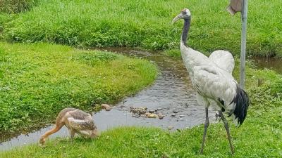 夏の季節便～～♡セントレア→釧路へ直行便の旅☆JGC修行(39～40レグ)  前編