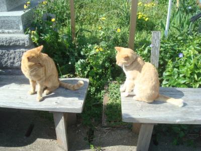 相島へ一人旅。どこを見ても猫のいる風景。