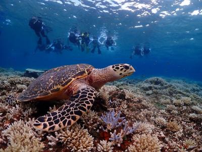 西表島のタイマイ君私を竜宮城へ連れていって 八重山②