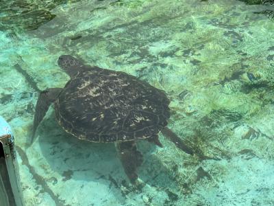 むろと廃校水族館と日和佐うみがめ博物館カレッタめぐり（２）日和佐うみがめ博物館カレッタ（2022.7）