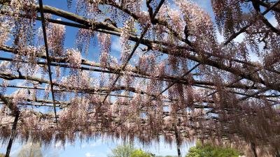 【2022.4 栃木･足利･小山】~蔵の街/あしフラ~【47都道府県一人旅 #8 栃木編】