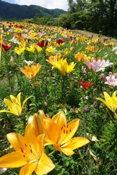 【東京近郊・日帰り旅　夏の新潟　ひとり旅】展望と花を愛でながらのんびり高原散歩の旅の巻