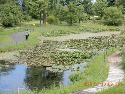 北海道一周二週間豪華バス｛菫｝（スミレ号)ツアーの旅　｛十勝ヒルズ｝トンボ池 　　8