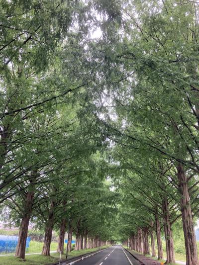 きょうと魅力再発見旅プロジェクトの旅　Ver.1（マキノ　メタセコイヤ並木から京都市内へ　1日目）