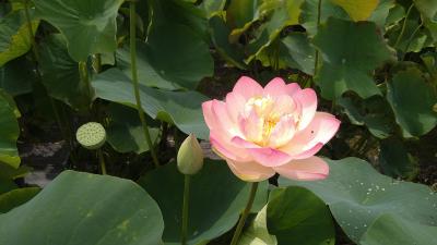 蒲郡・岡崎・掛川ドライブ3