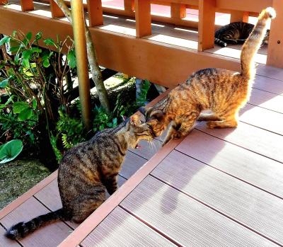 キジトラ猫親子とトンビの朝ごはん　風の抄で過ごす夏休み