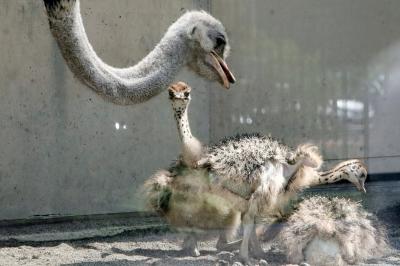 ３年半ぶりの旭山動物園レッサーパンダ遠征2022（７）雛鳥に夢中！～ととりの村・ダチョウ・ペンギン～オランウータン・チンパンジー・トナカイ