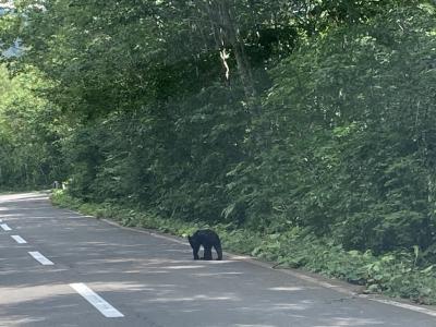 夏旅、東北へ（1）まさかの子熊に出会って固まってしまった！