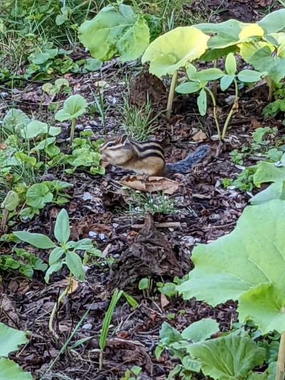 小樽　夏の家族旅行　スイーツ食べたり、動物みたり　ウニは嫌い