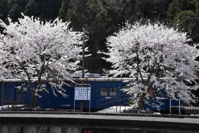 郵便車にも春が来た！のと鉄道能登中島駅2022～桜三昧と中島菜グルメ～（石川）