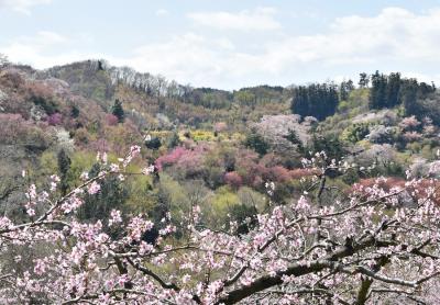 福島の桃源郷 花見山2021 のんびりお花見歩き