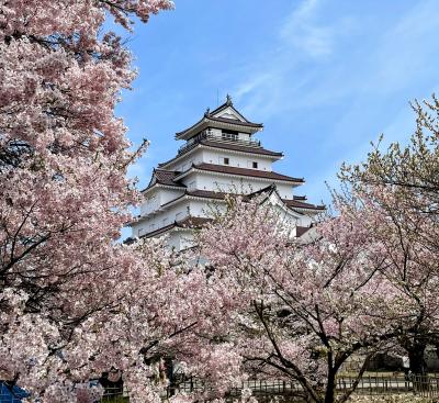 桜満開！会津若松の鶴ヶ城