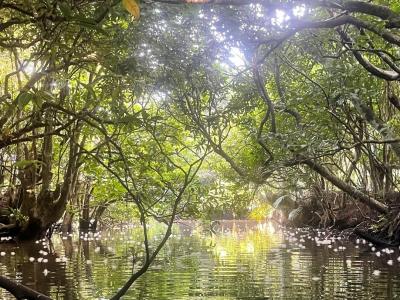 サガリバナを求めて八重山探検！やっとカヌーツアーの写真が送ってきた！やはり素人の写真とは違うな④