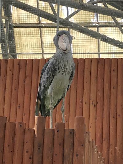 続100名城高天神城・諏訪原城と掛川花鳥園のふたばちゃんに会いに。