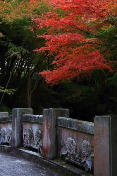 山口　紅葉めぐり～阿弥陀寺、毛利氏庭園、蓮光寺、宗隣寺庭園、東行庵