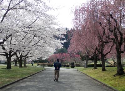 レンタカーで東北桜巡り　１　フェリーで八戸