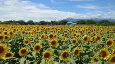 ひまわりまつり