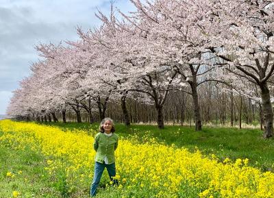 レンタカーで東北桜巡り　3　大潟村 桜と菜の花