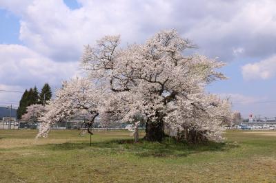 会津高田へ桜を見に行く