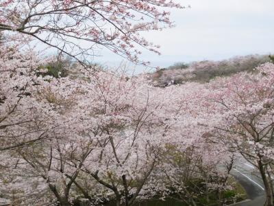 2022年3月　山口県・山陽小野田市　曇っていましたが竜王山に桜を見に行きました。トロン温泉へ。