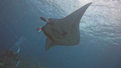 2022 .08 真夏の石垣でマンタを探せ!!