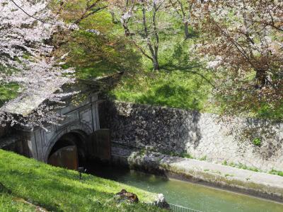桜の名所・三井寺と琵琶湖疎水