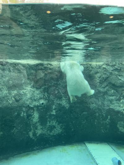 伊丹から直行便で旭川へ　２　2022夏　母娘旅　旭山動物園、上野ファーム