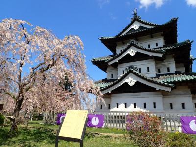 2022 ＧＷ 桜を追いかけて北上～中編 弘前城で夜に昼に桜三昧～