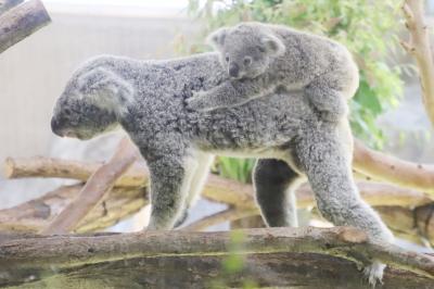 ナイトズーの日の金沢動物園（前編）赤ちゃんとこはるちゃんに会えたコアラ館＆インドゾウのトレーニングとスイカの差入れ＆親子キリンとオカピにも