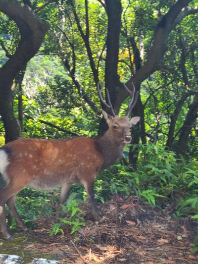 屋久島に関する旅行記 ブログ フォートラベル 鹿児島県