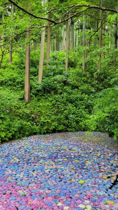 ～みちのくあじさい園～色とりどりの『紫陽花の池』を楽しんできました