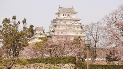 桜と姫路城散歩phot