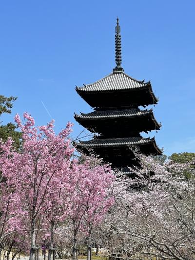 2022年　桜巡りの旅☆北陸～関西【6】るなさんと歩く春の京都花めぐり(前半）霊艦寺と仁和寺