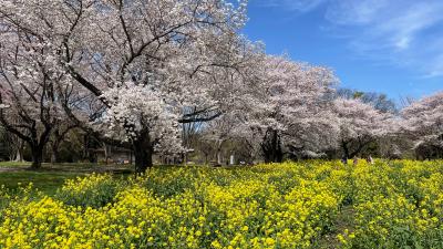 満開の桜と少し早すぎたチューリップ＠国営昭和記念公園