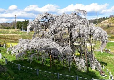 花見山ついでの桜巡り。やっぱ福島は桜巨樹大国ですね～。